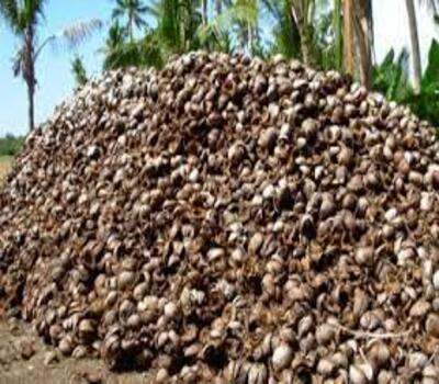 Coconut Husk Shredders
